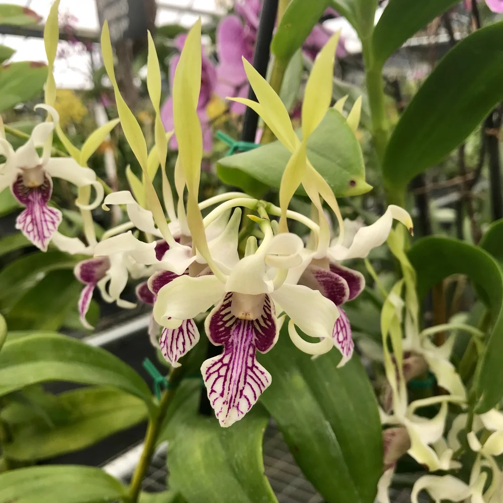 Dendrobium April — Palmer Orchids